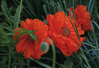 Картинка цветы маки красный