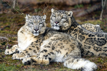 Картинка животные снежный+барс+ ирбис пара