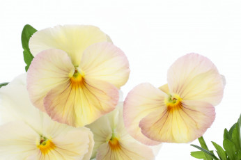 Картинка цветы анютины+глазки+ садовые+фиалки анютины глазки фиалки