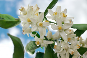 Картинка цветы цветущие+деревья+ +кустарники белый