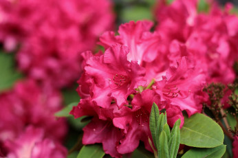Картинка цветы рододендроны+ азалии макро