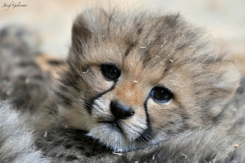 Картинка животные гепарды малыш