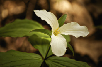 Картинка цветы триллиумы трилистник