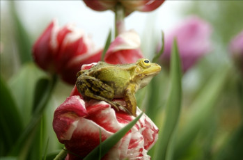 Картинка животные лягушки цветок