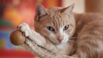 Картинка животные коты кошка