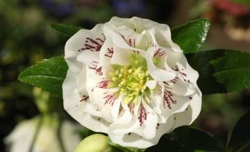 Картинка цветы геллеборус+ морозник макро