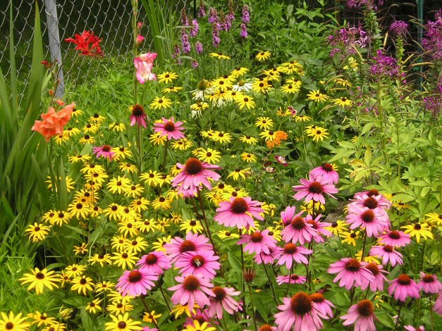 Обои картинки фото цветы, эхинацея, бутоны