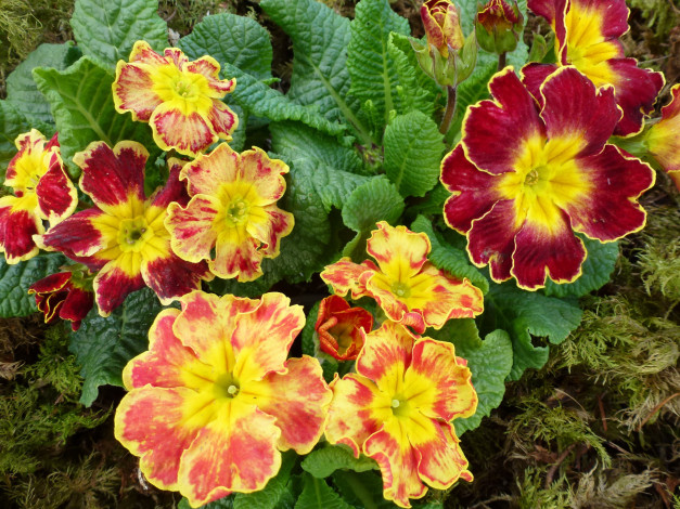 Обои картинки фото цветы, примулы, много, примула