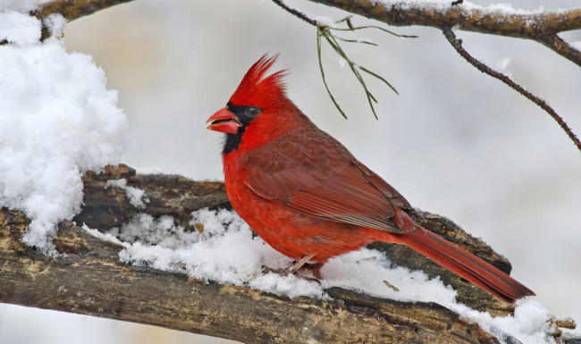 Обои картинки фото животные, кардиналы, хохолок
