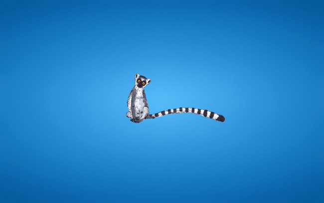 Обои картинки фото рисованные, минимализм, lemur, полосатый, лемур, синий, фон, хвост