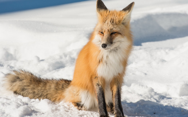 Обои картинки фото животные, лисы, морда