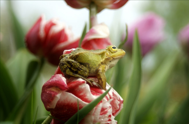 Обои картинки фото животные, лягушки, цветок
