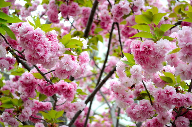 Обои картинки фото цветы, сакура,  вишня