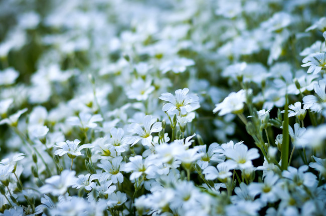 Обои картинки фото цветы, Ясколка, много