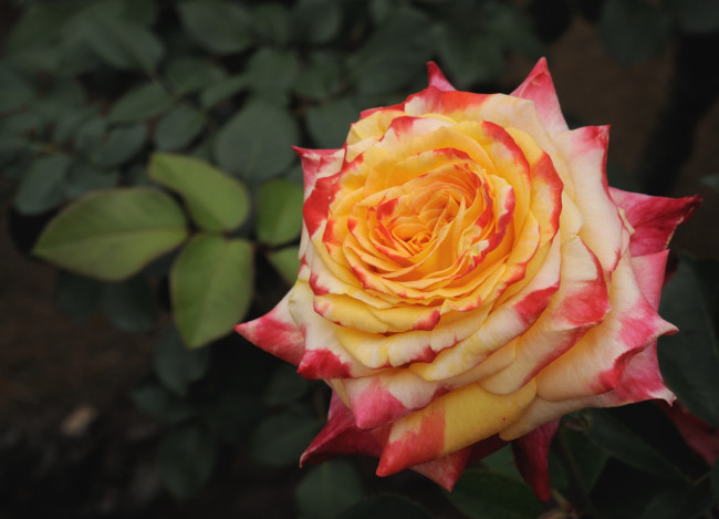 Обои картинки фото цветы, розы, макро