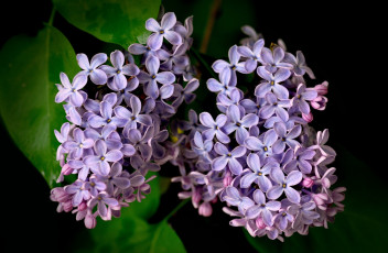 Картинка цветы сирень лепестки гроздья макро сиреневые