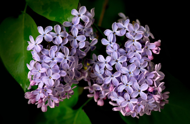 Обои картинки фото цветы, сирень, лепестки, гроздья, макро, сиреневые