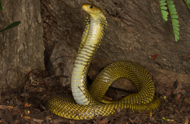 Обои картинки фото животные, змеи,  питоны,  кобры, кобра