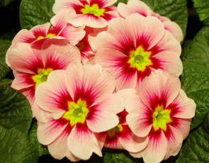 обоя цветы, примулы, цветыц