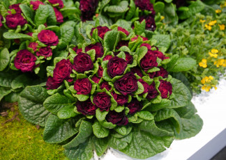 Картинка цветы примулы