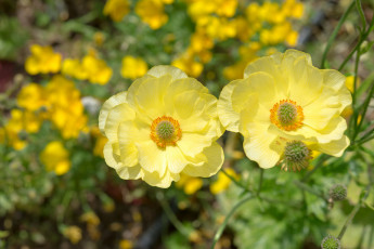 Картинка цветы анемоны +сон-трава анемон ветреница желтый