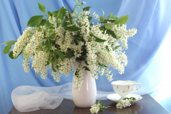 обоя цветы, Черемуха, букет, черемуха, чашка