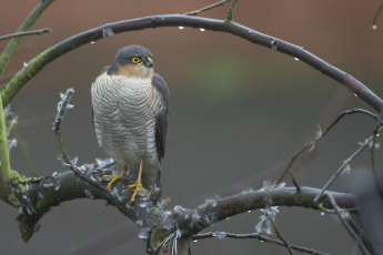 Картинка животные птицы+-+хищники птичка