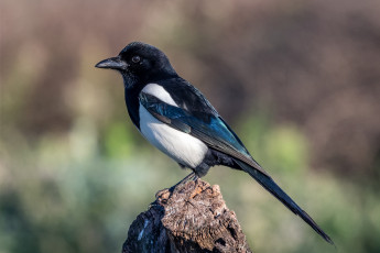 Картинка животные сороки птичка