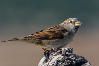 Картинка животные воробьи птичка