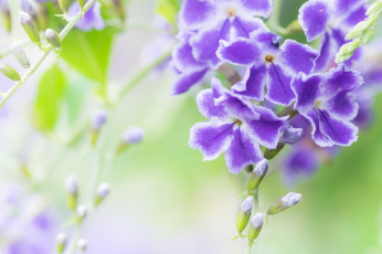 обоя цветы, дуранта, макро, фиолетовый, экзотика