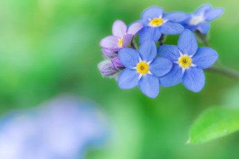 Картинка цветы незабудки незабудка макро синий