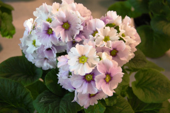 Картинка цветы примулы