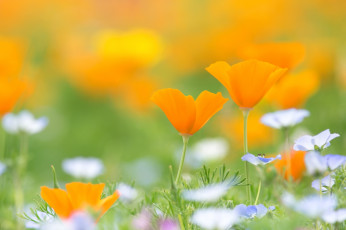 Картинка цветы разные+вместе луг эшшольция калифорнийский мак