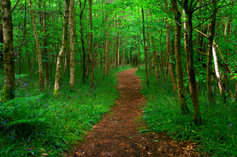 Картинка природа дороги тракт