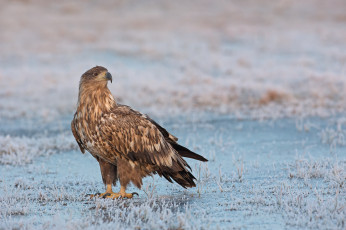 Картинка животные птицы+-+хищники птичка