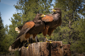 Картинка животные птицы+-+хищники птичка