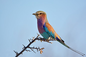 Картинка животные птицы птичка