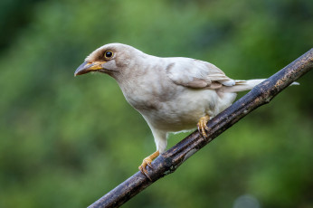 Картинка животные птицы птичка