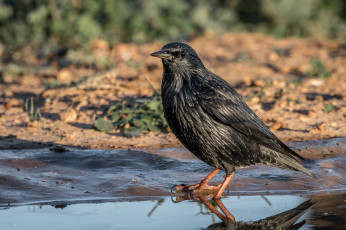 Картинка животные птицы птичка
