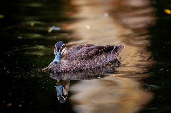 Картинка животные утки птичка