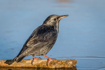 Картинка животные вороны +грачи +галки птичка