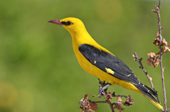 Картинка животные птицы птичка