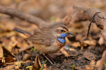 Картинка животные птицы птичка