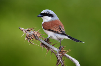 Картинка животные птицы птичка