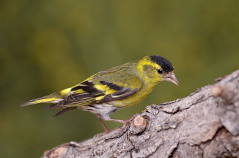 Картинка животные птицы птичка