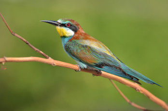 Картинка животные птицы птичка