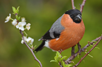 Картинка животные снегири птичка