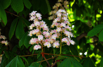 Картинка цветы каштаны дерево каштан весна цветение макро