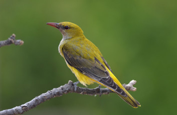 Картинка животные птицы птичка