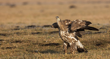 Картинка животные птицы+-+хищники птичка